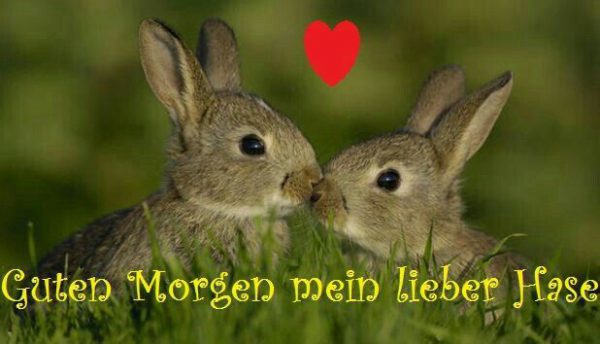 Susse Katzenbilder Mit Spruchen Top Lustige Tierbilder Mit