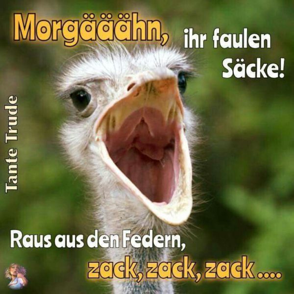 Pin Von Silvia Auf Guten Morgen Guten Morgen Lustig Guten