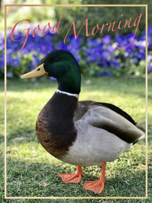Birds morning wishes images Greetings Images - Birds morning wishes images Greetings Images