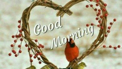 Birds morning wishes photo Greetings Images 390x220 - Birds morning wishes photo Greetings Images