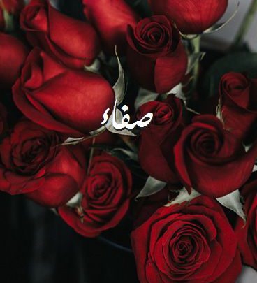 صور اسم صفاء صور رومانسية بالورد Imagez