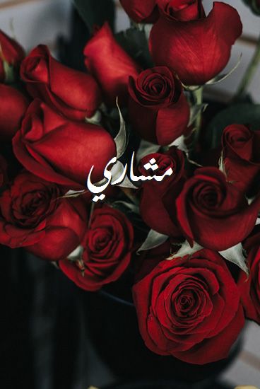 صور لاسم مشاري، صور رومانسية مع الورد يماغيز