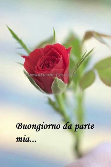 Sms Buongiorno Amore Mio Immagini Imagez