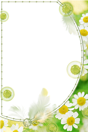 cornice verde camomiles - cornice verde camomiles