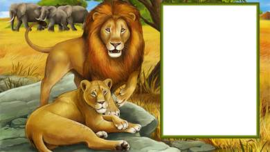 leoni nella cornice della natura selvaggia 390x220 - leoni nella cornice della natura selvaggia