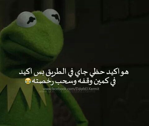 الضفدع كرم Imagez