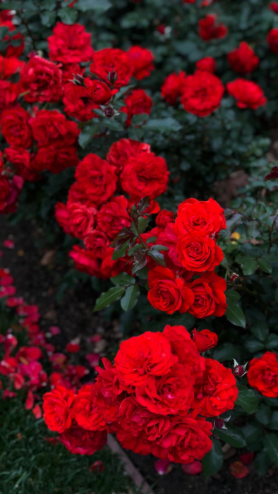 صور ورد اجمل الزهور Imagez