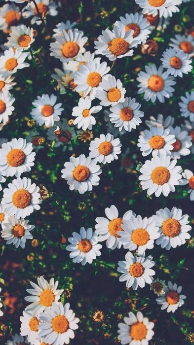 صور ورد صور ازهار جميله Imagez