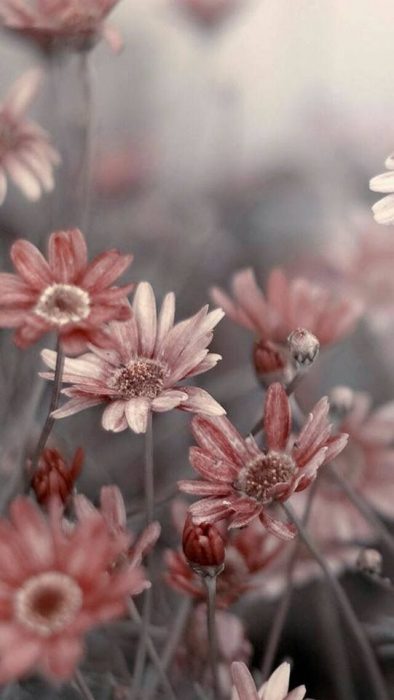 صور ورد صور ازهار طبيعية Imagez
