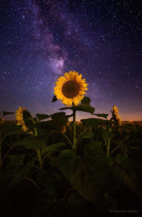 صور ورد صور نادرة Imagez