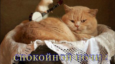 Кошка Спокойной Ночи Фото Кошка Спокойной Ночи Фото