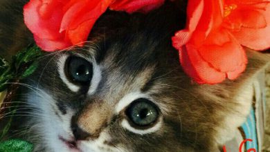Bilder Von Guten Morgen Kuscheln Kostenlos 390x220 - Bilder Von Guten Morgen Kuscheln Kostenlos