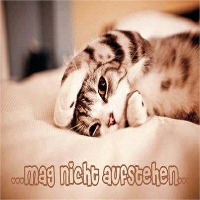 Bilder Von Guten Morgen Youtube Kostenlos
