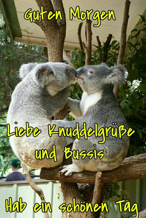 Bilder Von Lieben Guten Morgen Kostenlos
