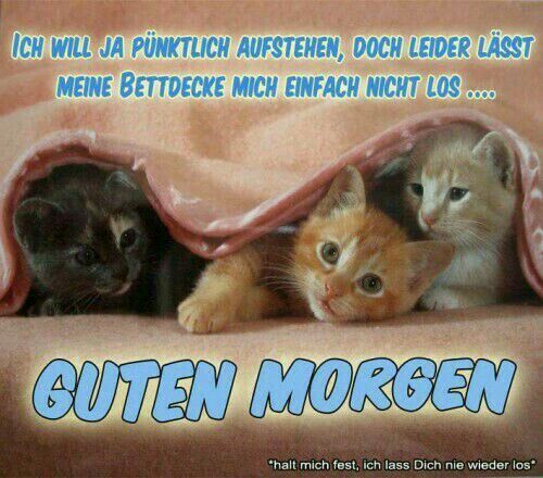Bilder Von Liebevolle Guten Morgen Sprüche Kostenlos