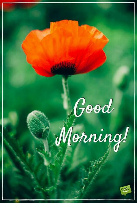 Guten Morgen Bett
