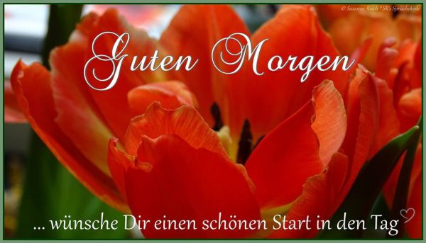 bilder von sprüche zum guten morgen kostenlos bilder von sprüche zum guten morgen kostenlos - bilder von sprüche zum guten morgen kostenlos