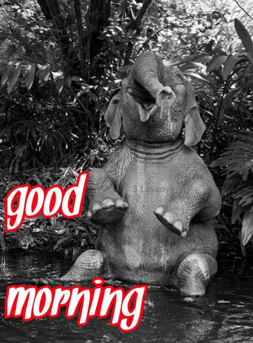 Animals Greeting Good good morning Images - Animals Greeting Good good morning Images