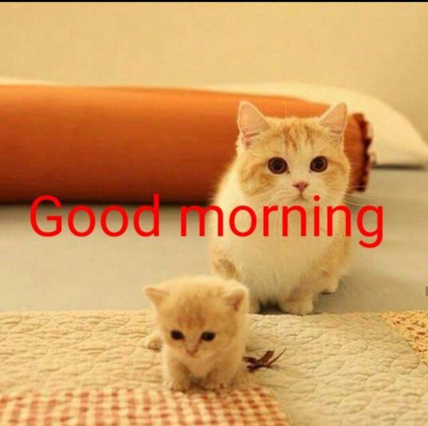Animals Greeting Good morning good morning Images - Animals Greeting Good morning good morning Images