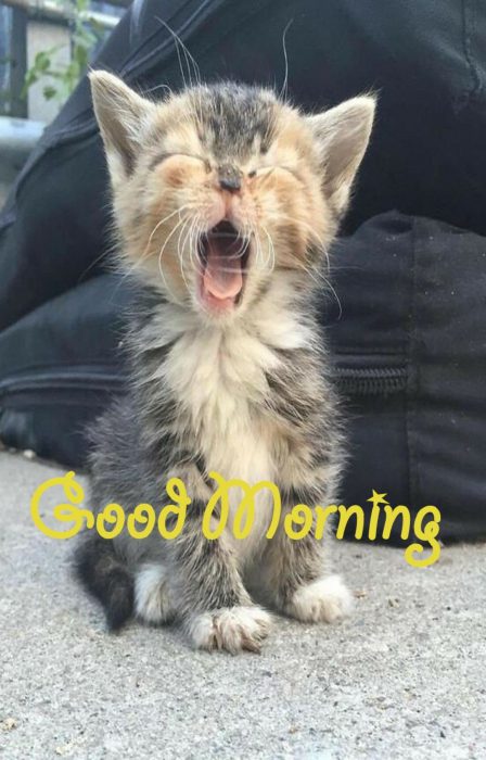 Animals Greeting Good morning greetings image Images - Animals Greeting Good morning greetings image Images