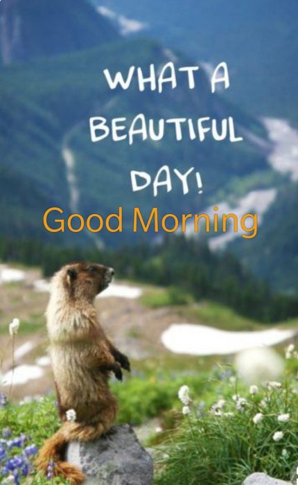 Animals Greeting Good morning love images Images - Animals Greeting Good morning love images Images