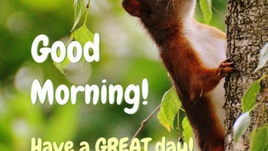 Animals Greeting Good morning with love Images