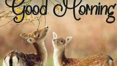 Animals Greeting Great morning Images 390x220 - Animals Greeting Great morning Images