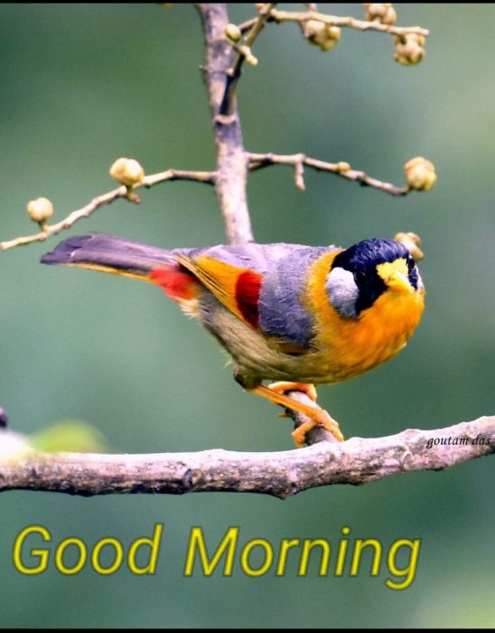Birds a good morning images Greetings Images