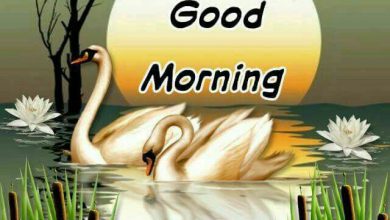 Birds good morning images Greetings Images