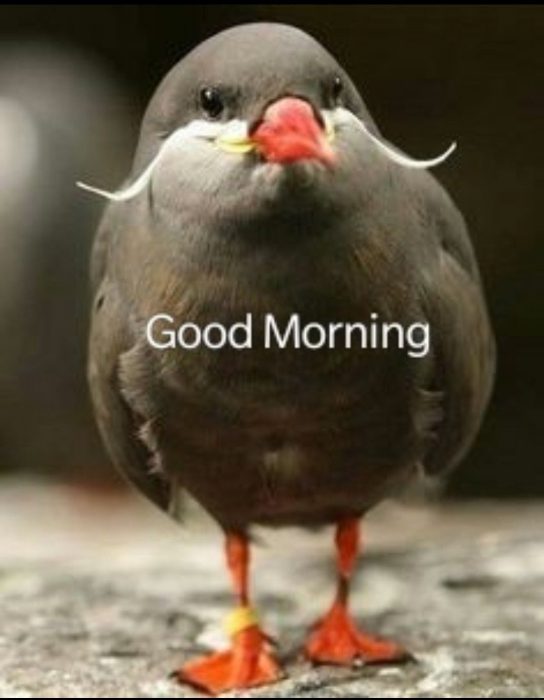 Birds happy good morning image Greetings Images Birds happy good morning image Greetings Images - Birds happy good morning image Greetings Images
