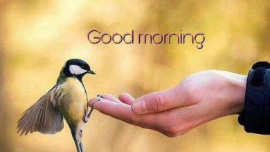 Birds new good morning images Greetings Images
