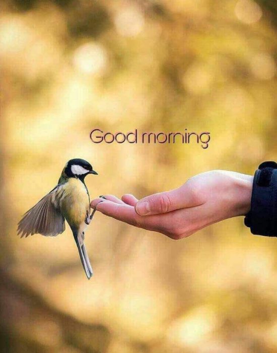 Birds new good morning images Greetings Images - Birds new good morning images Greetings Images