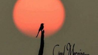 Birds sweet morning images Greetings Images 390x220 - Birds sweet morning images Greetings Images