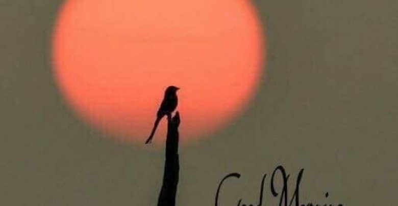Birds sweet morning images Greetings Images