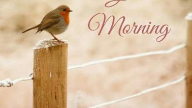 Birds sweet morning photos Greetings Images