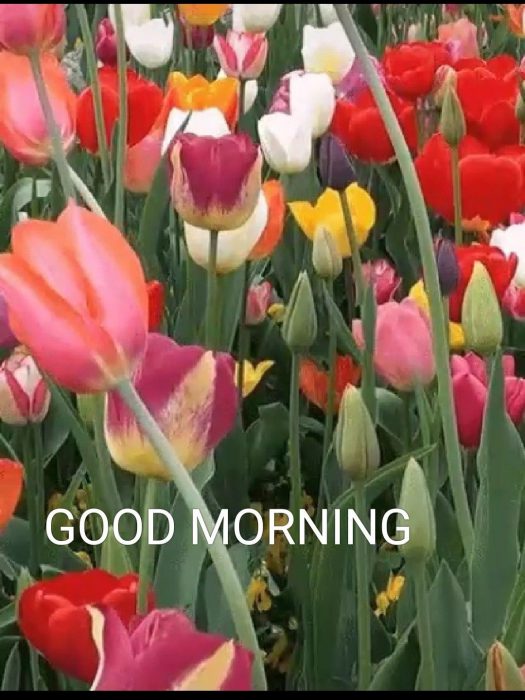 Flower morning greeting photos Greetings Images