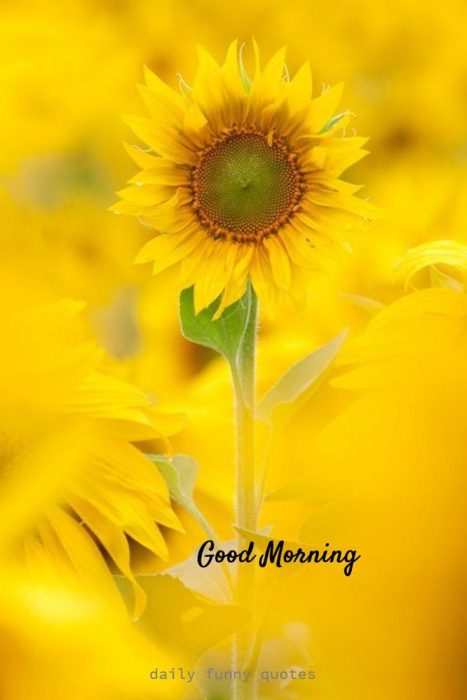 Good morning great morning Images - Good morning great morning Images