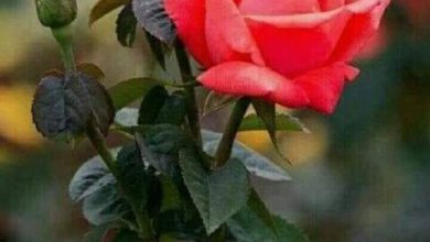 Rose a good morning images Greetings Images