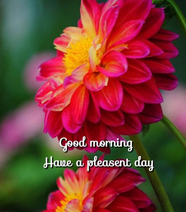Rose a good morning photo Greetings Images