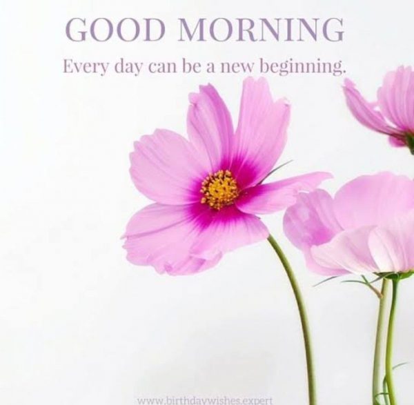 Rose a good morning photos Greetings Images