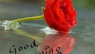 Rose good day morning images Greetings Images 390x220 - Rose good day morning images Greetings Images