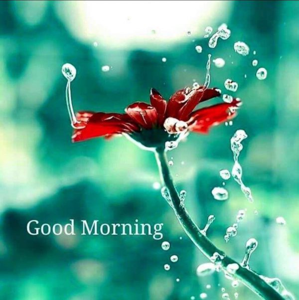 Rose good morning image images Greetings Images