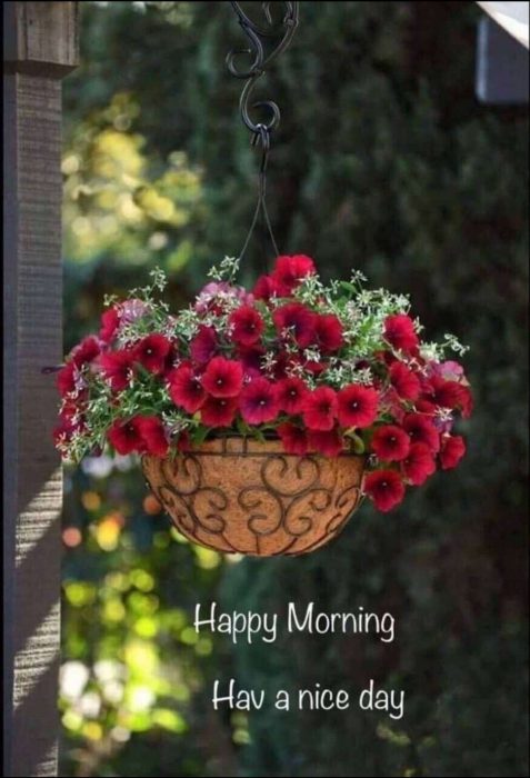 Rose good morning photo Greetings Images