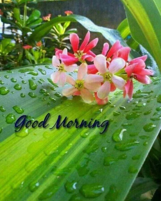 Rose good morning photos Greetings Images