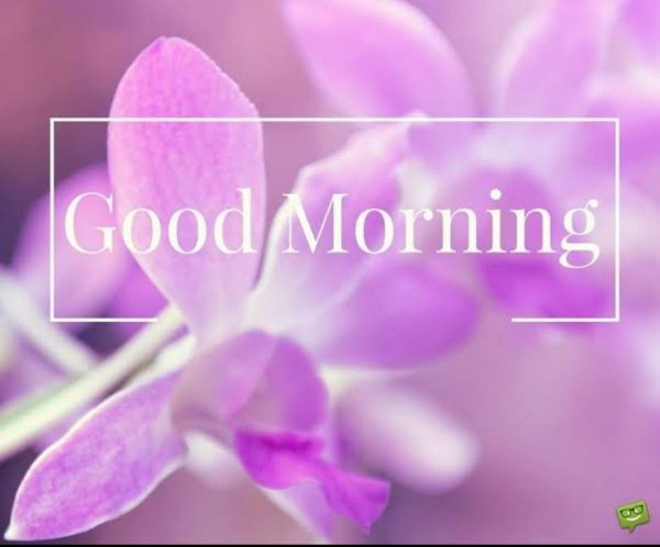 Rose new good morning images Greetings Images