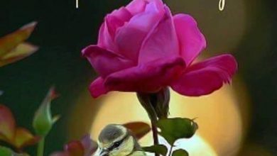 Rose sweet morning photo Greetings Images