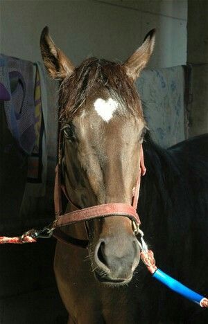 I Love You Phrases Image