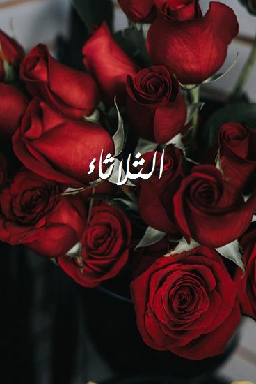 اسم الثلاثاء صور رومانسية بالورد