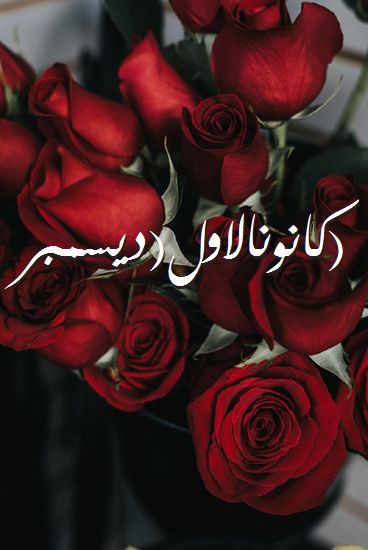 اسم كانونالاولديسمبر صور رومانسية بالورد