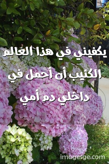 يكفيني في هذا العالم الكئيب أن أحمل في داخلي دم أمي في هذا العالم الكئيب أن أحمل في داخلي دم أمي - يكفيني في هذا العالم الكئيب أن أحمل في داخلي دم أمي